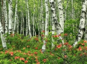 爱游戏娱乐-F1年度争冠之夜，马克西维斯塔潘关键战不手软