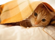 爱游戏下载-跨界逆转传奇，新西兰冰岛之战与卡塞米罗的NBA接管时刻