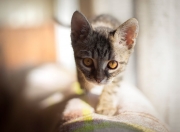 爱游戏官网-NBA季后赛焦点战，76人队横扫新疆队，展现冠军相