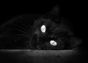 爱游戏在线-广厦队惊天逆转开拓者，贝恩末节爆发成关键先生