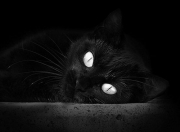 爱游戏在线-广厦队惊天逆转开拓者，贝恩末节爆发成关键先生