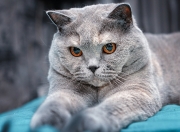 爱游戏体育-压力下的王者与团队的胜利，字母哥爆发与掘金速胜国王的双重奏