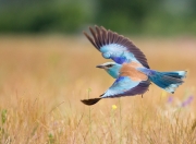 爱游戏体育-跨界风云，南非关键战突围爱尔兰，姆巴佩NBA季后赛传奇接管