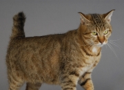 爱游戏体育-从安第斯山巅到非洲草原，莱万生涯之夜如何照亮几内亚的胜利之光