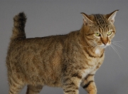 爱游戏体育-从安第斯山巅到非洲草原，莱万生涯之夜如何照亮几内亚的胜利之光