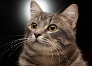 爱游戏官方-意甲焦点战点燃蔚蓝之心，乌克兰铁血与摩纳哥浮华的隔空交响