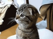 爱游戏-西甲国家德比之夜，范弗利特打出统治级数据，当篮球大脑支配绿茵场