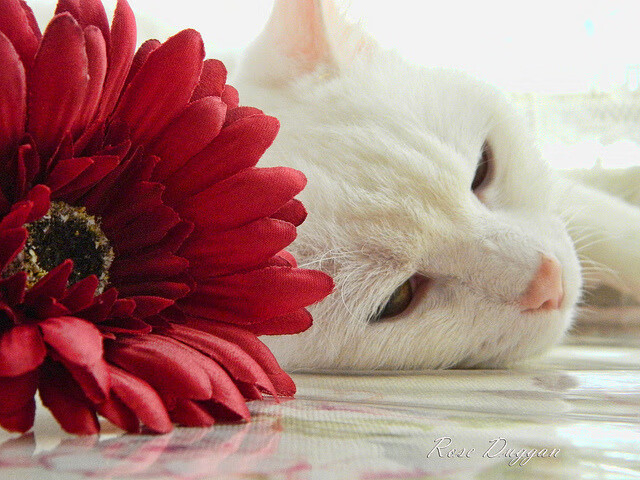 撕裂的3-3与沉默的泪，那个疯狗如何扛起了红军最后的骄傲