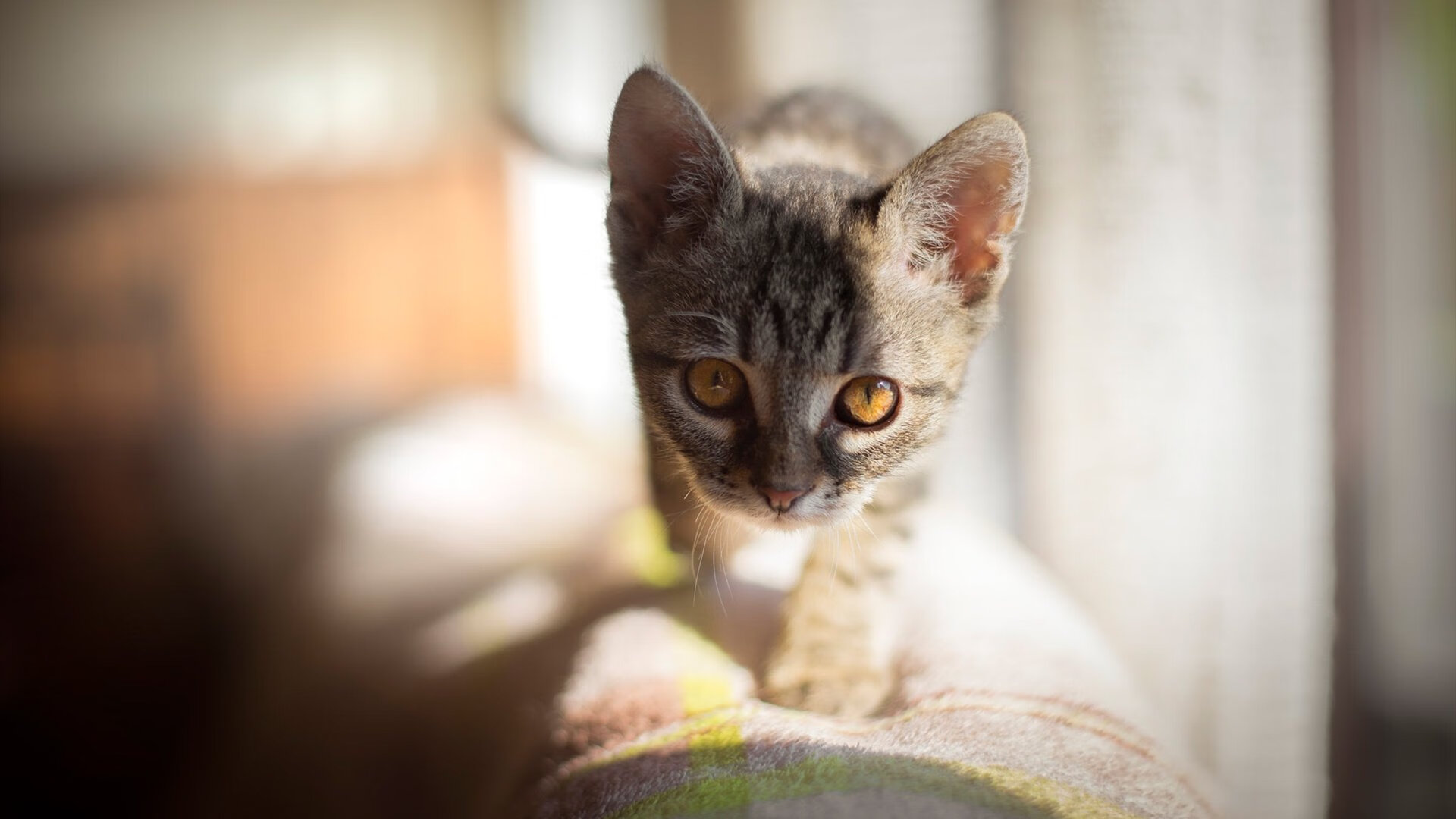 NBA季后赛焦点战,76人队横扫新疆队,展现冠军相