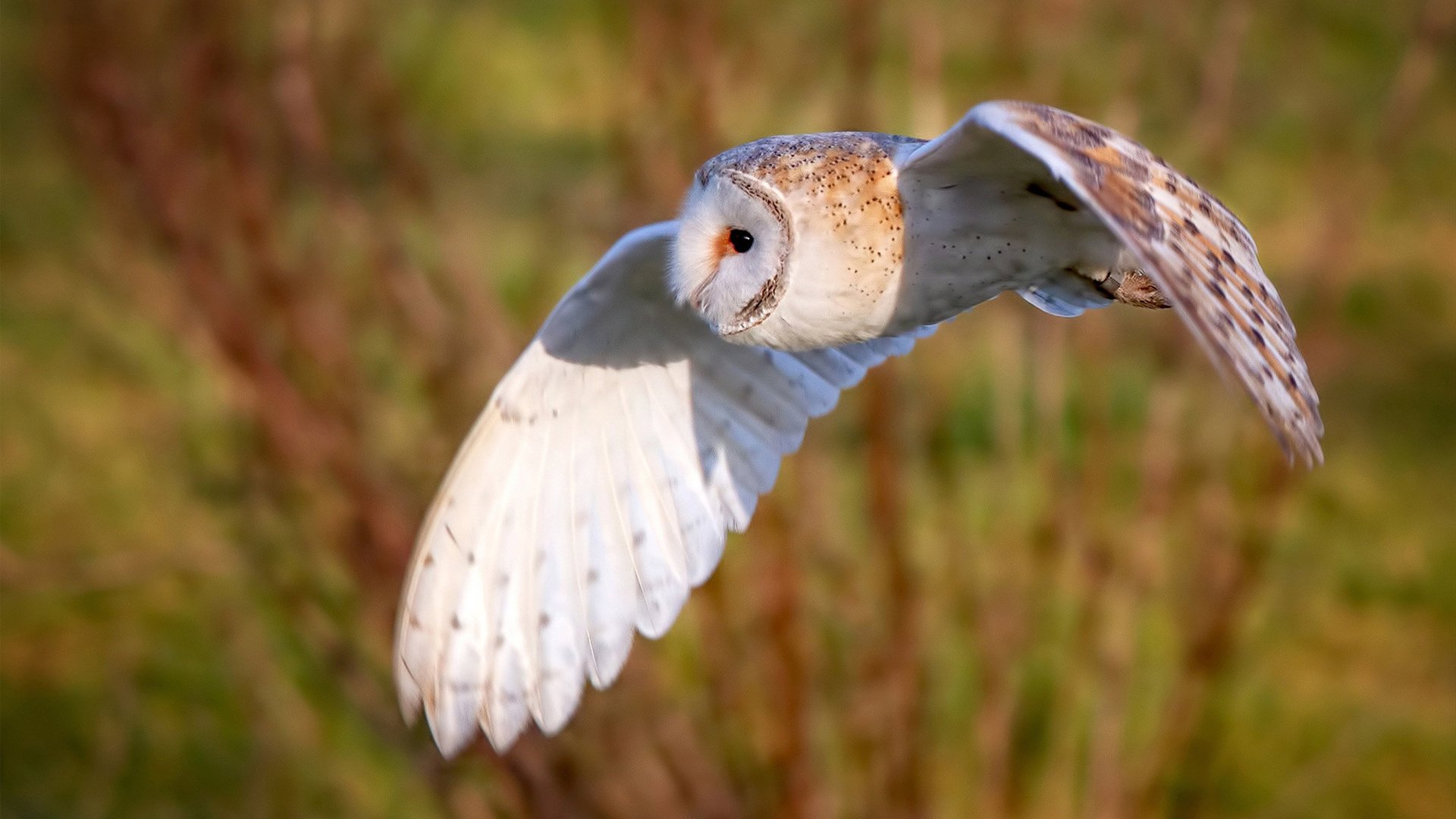 双星闪耀,当F1引擎轰鸣遇见贝林厄姆的燃爆之夜