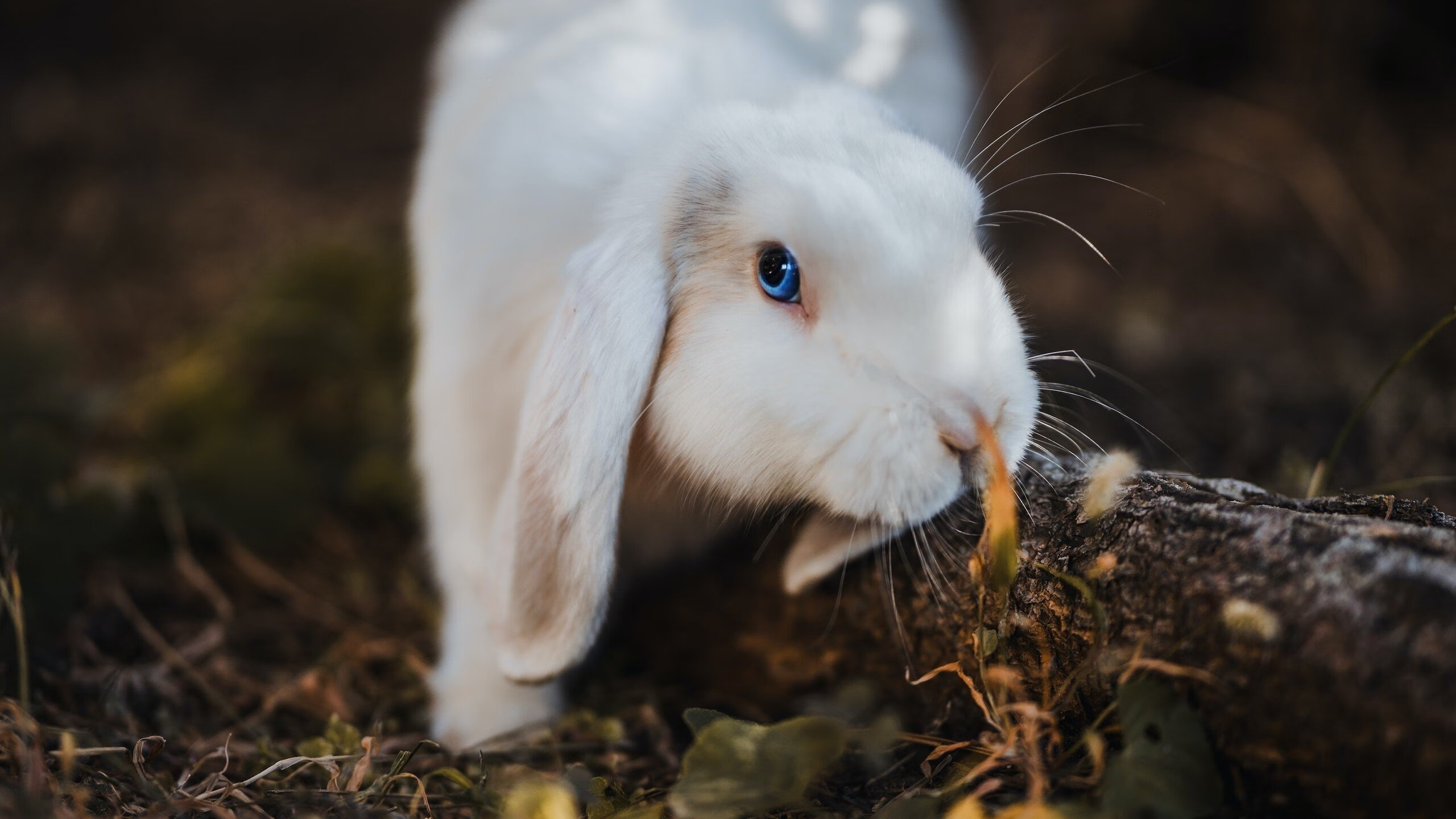 马丁内利双响破局，比利亚雷亚尔强行终结皇家社会不败金身
