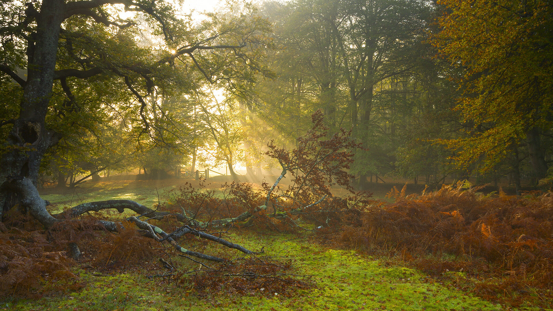 无声惊雷,哥斯达黎加加时鏖战力克伊朗背后的篮球远征
